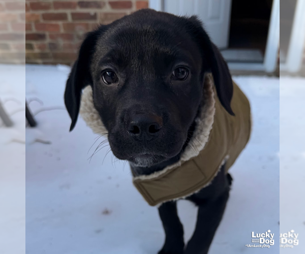 Medium Photo #3 Labrador Retriever-Unknown Mix Puppy For Sale in Washington, DC, USA