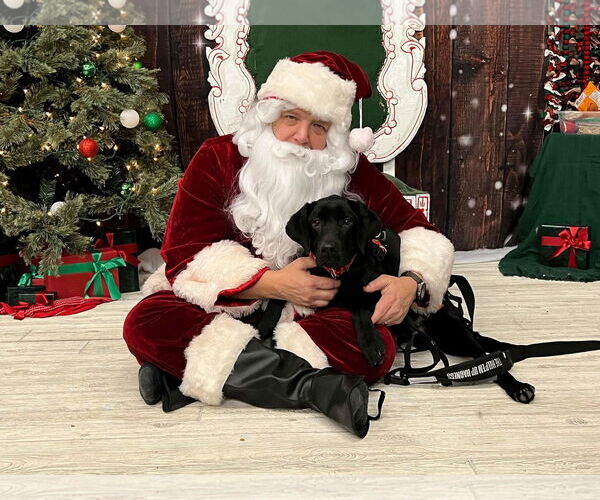 Medium Photo #15 Labrador Retriever Puppy For Sale in Brooklyn Center, MN, USA