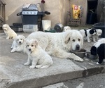 Small Great Pyrenees-Newfoundland Mix