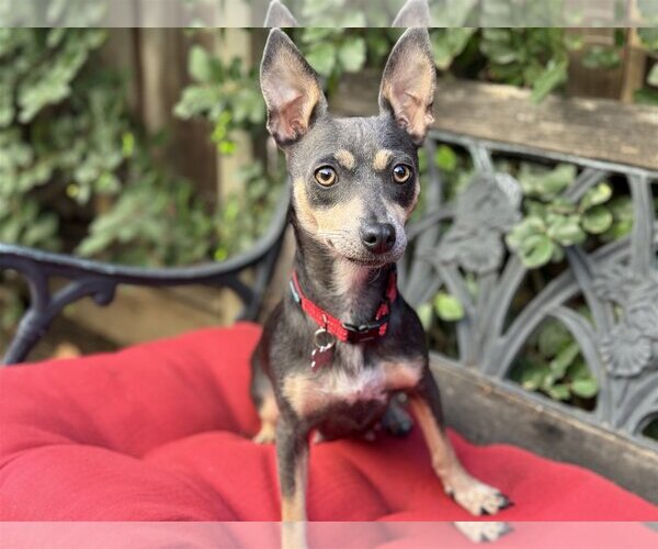 Medium Photo #1 Rat-Cha Puppy For Sale in Santa Clara, CA, USA