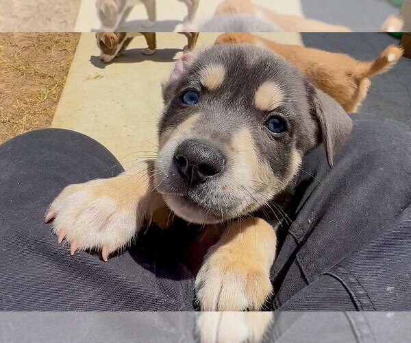 Medium Photo #6 Labrador Retriever-Unknown Mix Puppy For Sale in San Diego, CA, USA