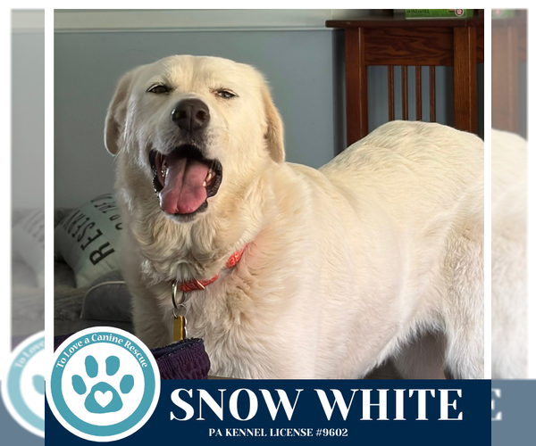 Medium Photo #1 Great Pyrenees-Unknown Mix Puppy For Sale in Kimberton, PA, USA