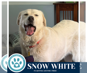 Great Pyrenees-Unknown Mix Dogs for adoption in Kimberton, PA, USA