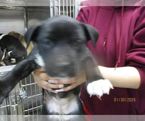 Medium Photo #1 American Pit Bull Terrier-Unknown Mix Puppy For Sale in Oklahoma City, OK, USA