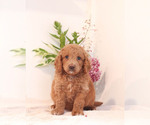 Small Photo #3 Goldendoodle Puppy For Sale in KILLINGER, PA, USA