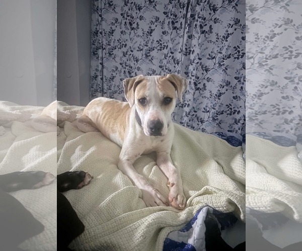 Medium Photo #12 American Pit Bull Terrier-Unknown Mix Puppy For Sale in Germantown, OH, USA