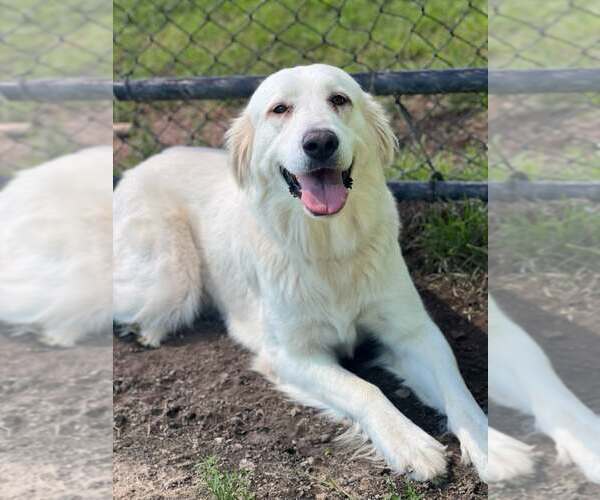 Medium Photo #4 Great Pyrenees Puppy For Sale in Spring, TX, USA