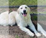 Small #3 Great Pyrenees