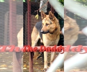 Father of the German Shepherd Dog puppies born on 03/08/2023