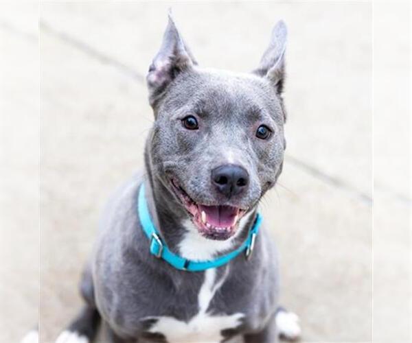 Medium Photo #3 American Pit Bull Terrier-Unknown Mix Puppy For Sale in Aurora, IL, USA