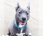 Small #2 American Pit Bull Terrier Mix