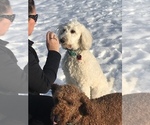 Small Photo #2 Poodle (Standard) Puppy For Sale in LOWVILLE, NY, USA