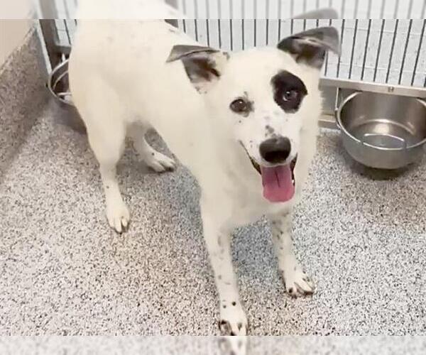 Medium Photo #3 Border Collie-Unknown Mix Puppy For Sale in Houston, TX, USA