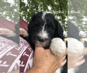 Sheepadoodle Puppy for sale in SHIPMAN, IL, USA