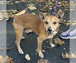 Brownie 2026 - Male Chihuahua-Unknown Mix Dog for Adoption - Small photo