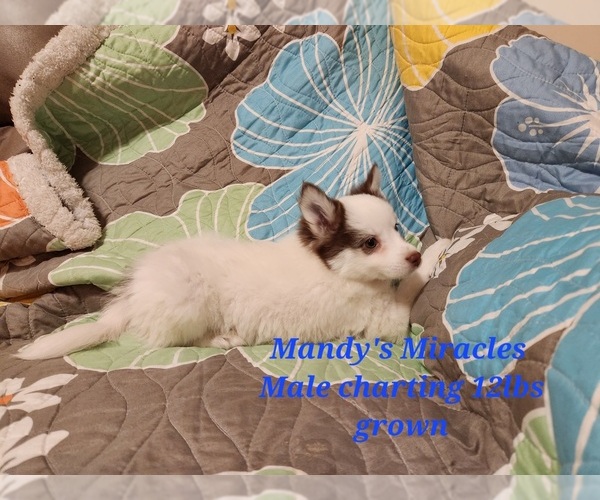 Medium Photo #5 Pomsky Puppy For Sale in DALLAS, NC, USA