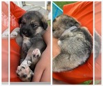 Puppy Purple German Shepherd Dog-Great Pyrenees Mix