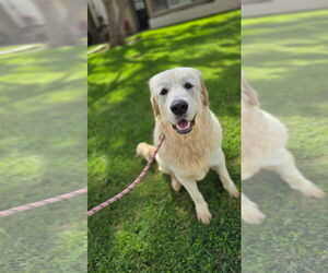 Tiny - Male Labrenees Dog for Adoption - Photo #2
