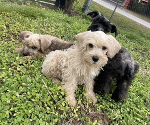 Schnoodle (Miniature) Puppy for sale in TAMPA, FL, USA
