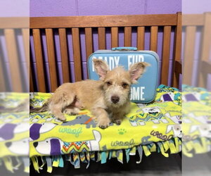 **CODY** - Male Mutt Dog for Adoption - Photo #2
