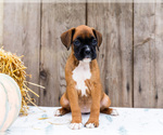 Small #5 Boxer