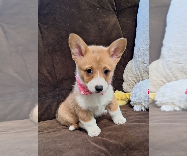Medium Photo #23 Pembroke Welsh Corgi Puppy For Sale in ARROYO GRANDE, CA, USA