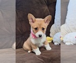Small Photo #23 Pembroke Welsh Corgi Puppy For Sale in ARROYO GRANDE, CA, USA