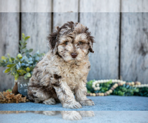 Medium Poodle (Miniature)-Portuguese Water Dog Mix