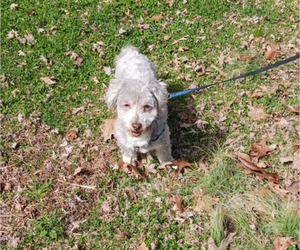 Havanese Puppy for sale in WINSTON SALEM, NC, USA
