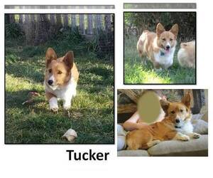 Father of the Pembroke Welsh Corgi puppies born on 09/30/2025