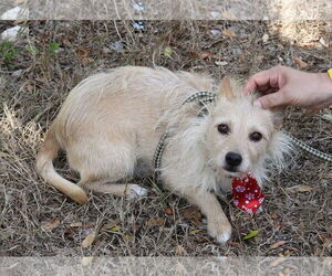 Cairn Terrier-Norfolk Terrier Mix Dogs for adoption in Bandera, TX, USA