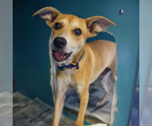 Mutt Dogs for adoption in San Antonio, TX, USA
