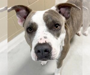 American Pit Bull Terrier-Unknown Mix Dogs for adoption in Jefferson, WI, USA