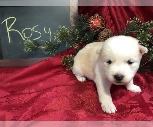 Medium Photo #1 Pomsky Puppy For Sale in SULLIVAN, IL, USA