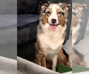 Mother of the Australian Shepherd puppies born on 03/31/2023