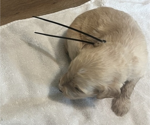 Medium Photo #20 Goldendoodle Puppy For Sale in LASCASSAS, TN, USA