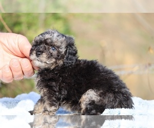 Poodle (Toy) Puppy for sale in DYERSBURG, TN, USA