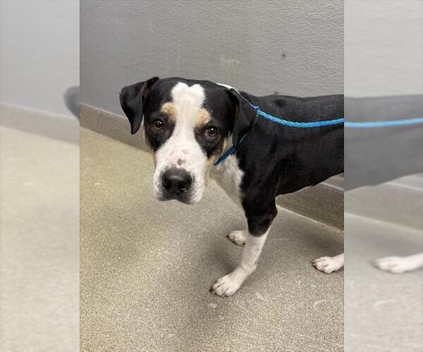 Medium Photo #1 Mutt Puppy For Sale in Las Vegas, NV, USA