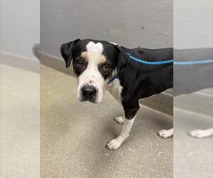 Mutt Dogs for adoption in Las Vegas, NV, USA