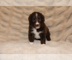 Australian Shepherd Puppy for sale in STEWART, MS, USA