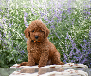 Goldendoodle (Miniature) Puppy for sale in CHRISTIANA, PA, USA