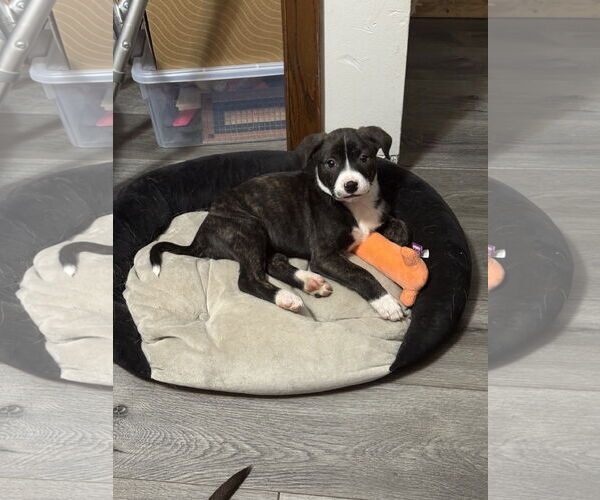 Medium Photo #2 American Staffordshire Terrier-Unknown Mix Puppy For Sale in Duluth, MN, USA