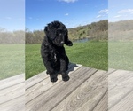 Small Photo #5 Labradoodle Puppy For Sale in CHARITON, IA, USA