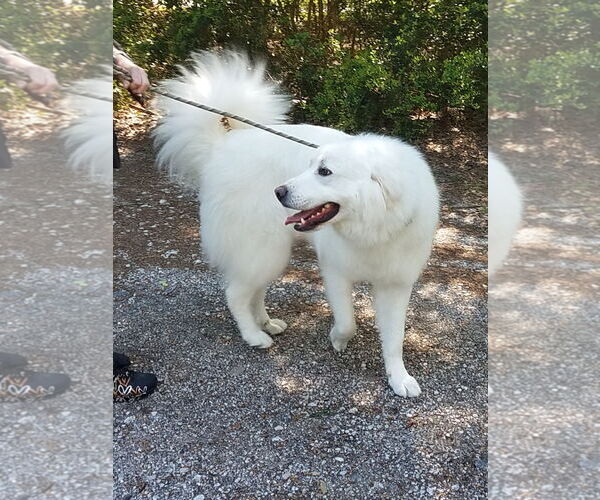 Medium Photo #17 Great Pyrenees Puppy For Sale in Houston, TX, USA