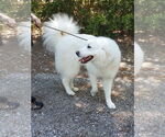 Small #16 Great Pyrenees