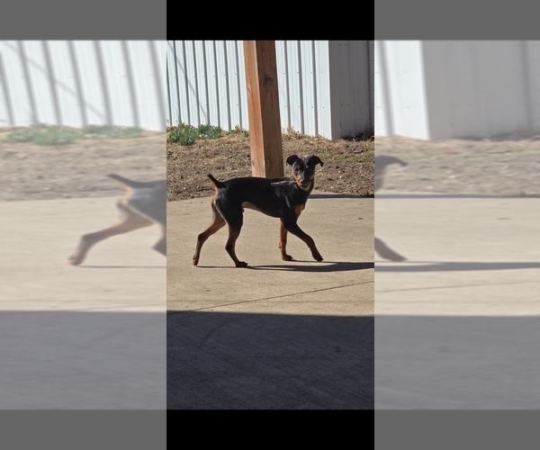 Medium Photo #1 Miniature Pinscher Puppy For Sale in OAK GROVE, MO, USA