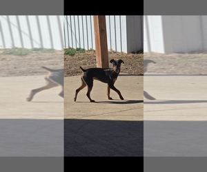 Miniature Pinscher Puppy for sale in OAK GROVE, MO, USA