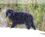 Small #20 Poodle (Toy)