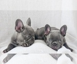Small #4 French Bulldog