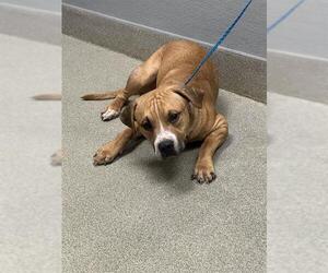 Labrador Retriever-Unknown Mix Dogs for adoption in Las Vegas, NV, USA